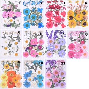 Flores prensadas, flores secas naturales para marcapáginas, decoración de uñas y fundas de iPhone: sakura, margaritas, narcisos y flores de cerezo variadas