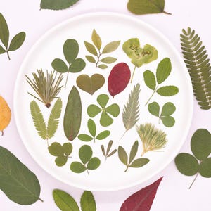 May include: A collection of various pressed leaves and botanical specimens arranged on a round white plate. The assortment includes green clover-like leaves, a heart-shaped leaf, a red leaf, and needle-like foliage, all displayed on a flat surface.