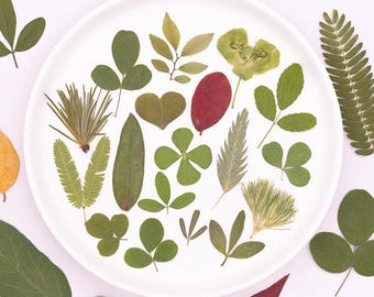 24pcs/2packs Real Pressed Leaves, Natural Dried Foliage for Resin Art, Bulk Botanical Specimens for Scrapbooking,  Journaling