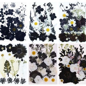 Black Pansy Dried Flowers - Etsy