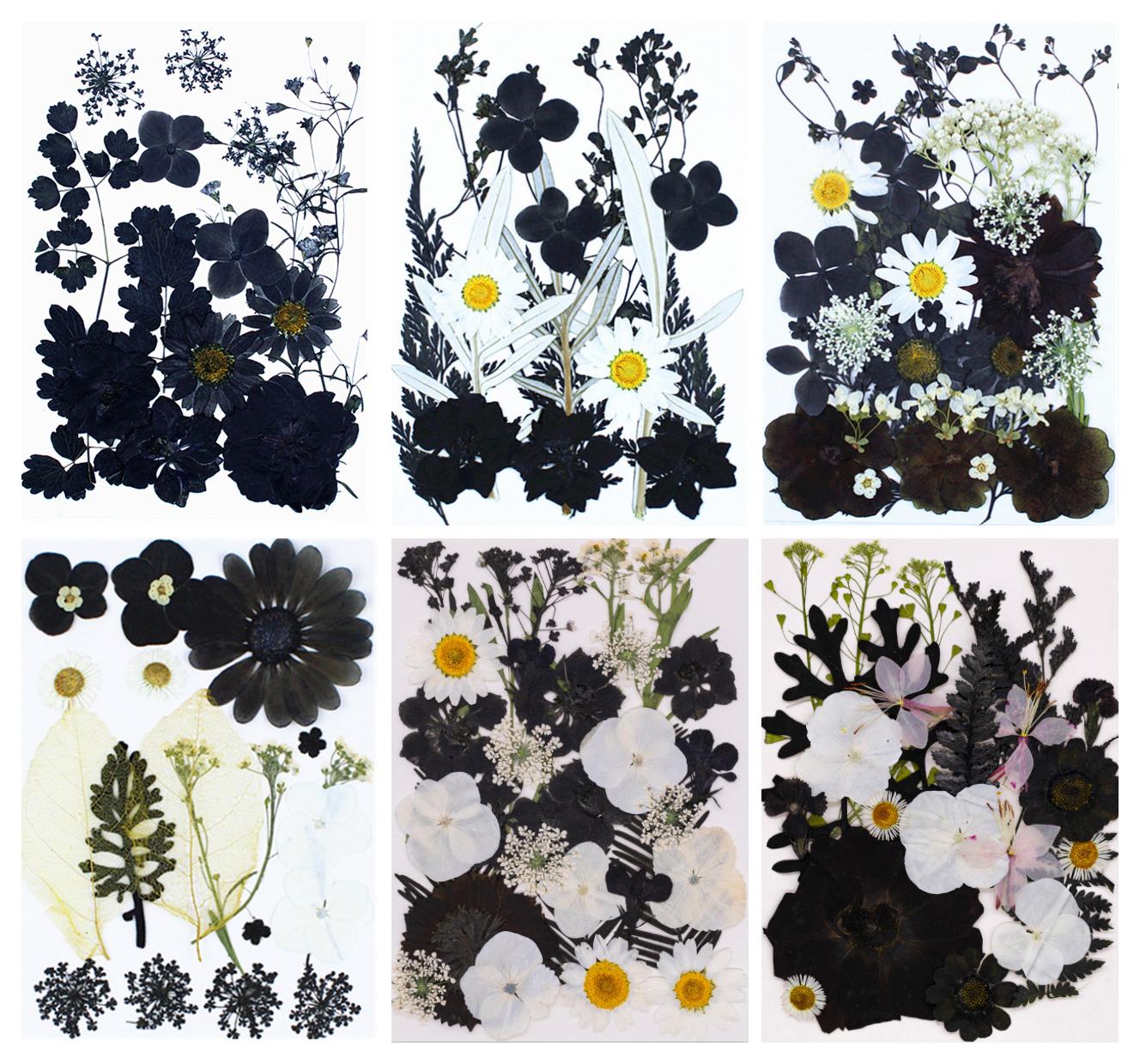 【廃盤】w.o.d. F.L.O.W.E.R.S. 黒い白　CD2枚セット Gothic Black Pressed Flowers, Real Black & White Dried Flowers for