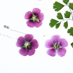 24pcs/2packs Pressed Rose Mallow Flowers, Natural Dried Rose of Sharon for Botanical Resin Necklace, Boho Floral Jewelry, iPhone Case Decor