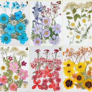 Fleurs séchées naturelles feuilles pressées Spécimens DIY Herbarium Décor pour Signmark Bride Sticker Handmade Material for Phone Case