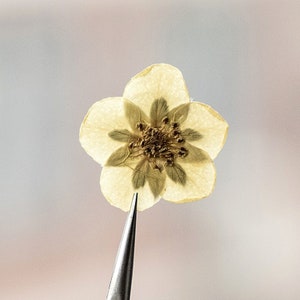12 pcs/paquet renoncule jaune séchée, fleurs pressées pour accessoire de cheveux de demoiselle d'honneur, oeuvre d'art originale, scrapbooking, fabrication de cartes