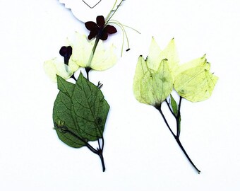 12pcs Real Pressed Bleeding-Heart Vine Stems, Natural Dried Glory Bower Flowers with Leaves for Resin Art & Framing