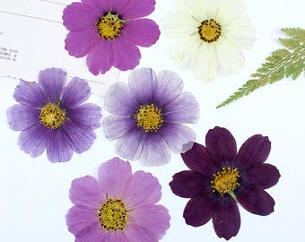 24pcs/2packs Pressed Dried Coreopsis Rosea, Real Pressed Flowers for Wall Art, Glass Framing, Resin Fillings