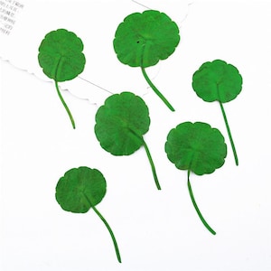 Op de afbeelding: Zes heldergroene, ronde bladeren met lange stelen zijn gerangschikt op een wit oppervlak. De bladeren hebben een textuur met zichtbare nerven. De stelen zijn dun en gebogen en de bladeren zijn gelijkmatig verdeeld.