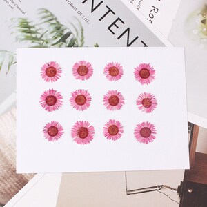 12pcs/pack Pressed Daisy Flowers Real Dried Fleabane Daisy Flower Natural Wild Preserved Flat Flower for Handmade Case Design Decor 1.5-3cm image 6