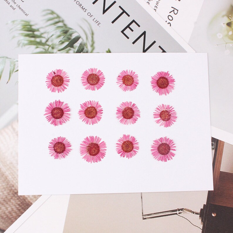 12pcs/pack Pressed Daisy Flowers Real Dried Fleabane Daisy Flower Natural Wild Preserved Flat Flower for Handmade Case Design Decor 1.5-3cm image 6