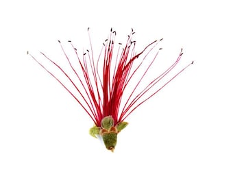 Paquete de 12 unidades de plumón rojo prensado auténtico (Calliandra), plumero seco para joyería de resina, arte de pared y decoración de lámparas.