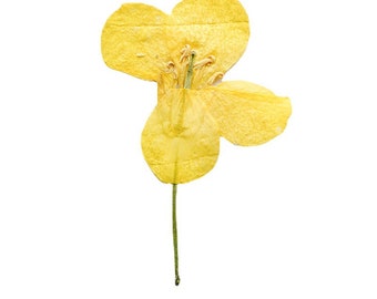 12pcs/pack Canola Flowers, Dried Pressed Flowers, Real Pressed Nanohana for Resins, Wedding Invitations, Wall Arts