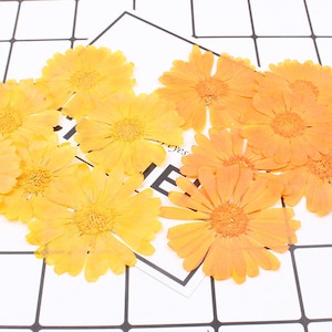 3-6 cm Grandes Flores de Margarida Prensadas Flores Secas Reais, Calêndula Plana Natural Selvagem Preservada para Decoração de Capa de iPhone - 6 unidades/pacote