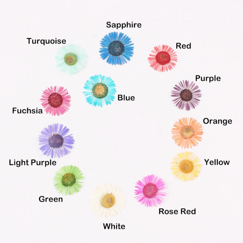 12pcs/pack Pressed Daisy Flowers Real Dried Fleabane Daisy Flower Natural Wild Preserved Flat Flower for Handmade Case Design Decor 1.5-3cm image 1