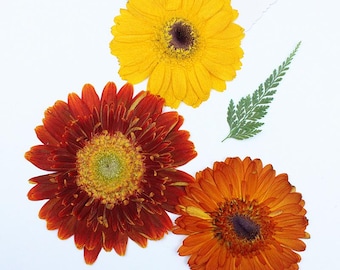 3pcs/pack 8-12cm Giant Pressed Gerbera Daisy, Natural Real Dried Flowers, Wild Preserved Flat Flower for Genuine Handmade Botanical Crafting