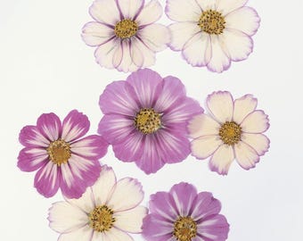 BULK 20pcs/2packs Pressed Cosmos Flowers, Natural Dried Garden Bipinnatus Flowers for iPhone Case Decor, Notebook Bookmark Design