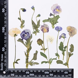 Pode incluir: Uma coleção de flores de amor-perfeito prensadas em tons de roxo, azul, branco e amarelo, dispostas ao lado de uma régua preta em forma de L. A régua mostra medidas em milímetros, com os caules mais longos atingindo cerca de 100 milímetros.