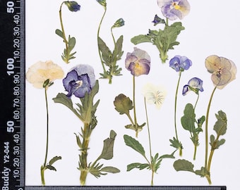 12pcs/pack Dried Violets with Stem, Pressed African Violets, Dried Framed Florals for Wedding Flowers, Scrapbooking, Pansy Tricolor Viola