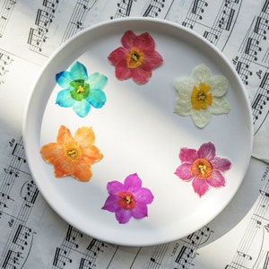 12 pz/confezione fiori pressati, fiori secchi per resina, segnalibri, creazione di biglietti, decorazione per custodie Macbook - fiori di narciso narciso