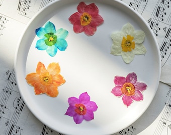 12pcs/pack Pressed Flowers, Dried Flowers for Resin, Bookmark, Card Making, Macbook Case Decor - Daffodil Narcissus Flowers