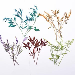 May include: A collection of five pressed botanical specimens featuring slender stems and delicate leaves. The set includes sprigs in shades of teal, golden yellow, deep purple, dark maroon, and light green, all arranged in a fan-like formation.
