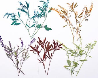 12pcs/pack Dyed Pressed Sweet Clovers, Natural Dried Flowers with Stem for Wall Art, iPhone Case Decor & Glass Framing