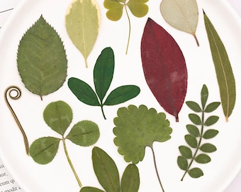 12pcs/pack Natural Pressed Leaves, Dried Tree Leaves for Kids DIY Craft, for Resin Art, Phone Case Decor