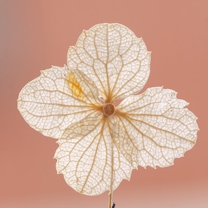 12 pcs/paquet fleurs séchées pressées, vraie boule de neige pressée pour mariage artisanat véritable botanique