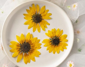 2pcs/pack Large Pressed Sunflowers, Real Dried Flowers & Petals for Resins, Bookmark Making, Gift Card Gift, iPad Case Decor
