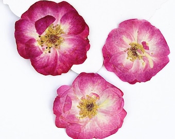 10pcs/pack Natural Pressed Spray Rose - Real Dried White Bubble for Resin Jewelry DIY, Phone Case Decor, Nail Art, Botanical Crafting