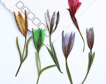 Paquete de 12 flores de lirio prensadas secas, capullos de flores reales para arte con resina, scrapbooking y proyectos florales hechos a mano.