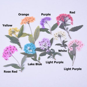 50 pcs/paquet fleurs séchées pressées avec de la vapeur, couronne de mariée naturelle pour décoration d'ongles, manucure/pédicure, mini marque-page kawaii Daisy jonquille