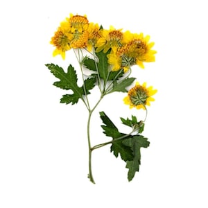 24 pcs/2 paquets de chrysanthèmes pressés, fleurs séchées naturelles pour la fabrication de cartes, encadrement de verre, résines, artisanat fait main