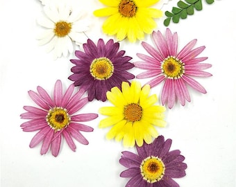 12pcs/pack Natural Pressed Marguerite Daisy Flowers Real Dried Flowers Wild Preserved Flat Flower for Resin Pendant Handmade Crafting