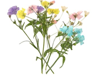 12pcs/pack Pressed Baby's Breath Flowers with Stem, Natural Dried Flower Bouquet for Floral Wedding Decor, Wall Art, Handmade Notebook Case