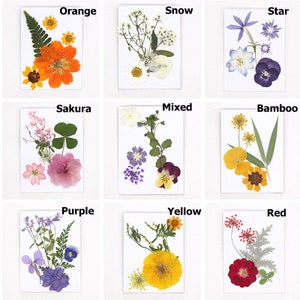 Fleurs pressées, fleurs séchées naturelles pour résine, cadre en bois, cadre en verre, décoration de coque d'iPhone