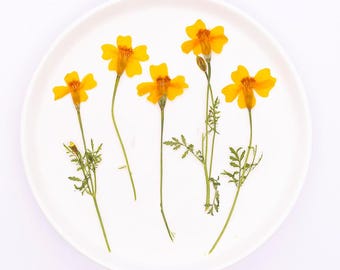 Paquete de 12 flores de caléndula prensadas con tallo, secas, para joyería de resina, arte mural y artesanías.