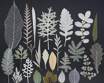 Real Pressed White Leaves for Resin Art, Natural Skeleton Leaf Pack, Dried Botanicals, DIY Craft Supplies, Silver Leaves