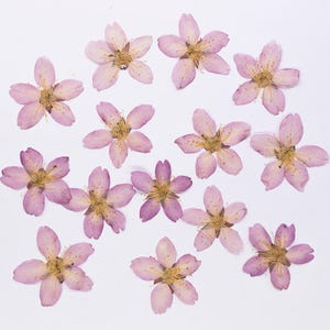 12 Stück/Packung gepresste Okame-Kirschblüten, natürlich getrocknete Sakura-Blüten für Harzschmuck, Schweberahmen, Wachssiegel