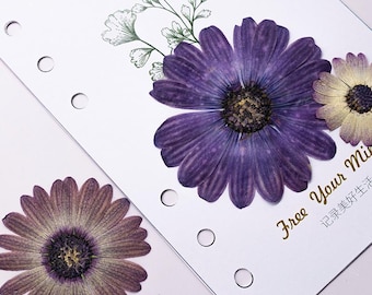 12 margaritas africanas prensadas reales, vibrantes flores secas de Osteospermum para arte en resina, fundas para teléfonos y enmarcación DIY.