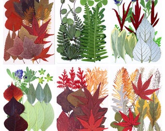 Mixed Green Pressed Leaves, Real Dried Leaves for Wall Art, Resin Art, DIY Crafts, Jewelry Making