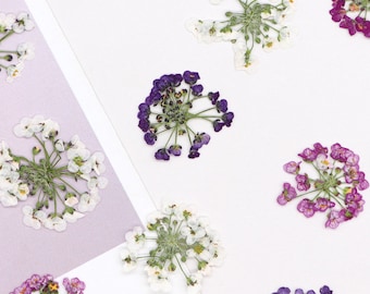 Paquete de 12 flores secas prensadas, Alyssum dulce natural (Lobularia maritima) para decoración de uñas y diseño de fundas para iPhone.