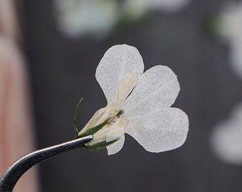 12pcs/pack Dried Pressed Flowers, Pressed White Flowers for Resins, Card Making, Wooden Frame