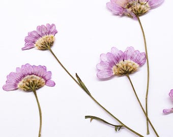 12pcs/pack Pressed Marguerite Daisy Flowers with Stem, Real Dried Wild Flowers for Resin Pendant, Handmade Crafting