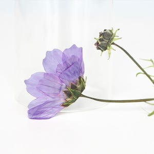 12 fleurs pressées avec tige, coréopsis rosea séchés naturels, vraies fleurs pour encadrement en bois, décoration de coque d'iPhone, oeuvre d'art originale