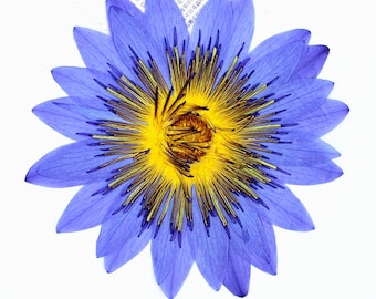 Nenúfar prensado real, flor entera seca, pétalos sueltos o centro de flor de loto acuático para bandeja de resina, enmarcado y joyería DIY.