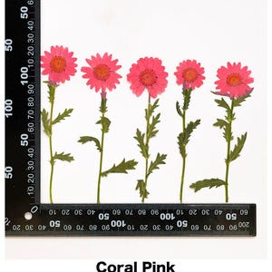 Pode incluir: Cinco flores prensadas rosa coral com caules e folhas verdes em fundo branco. Uma r&eacute;gua &eacute; colocada abaixo das flores. O texto "Coral Pink" est&aacute; na parte inferior da imagem.