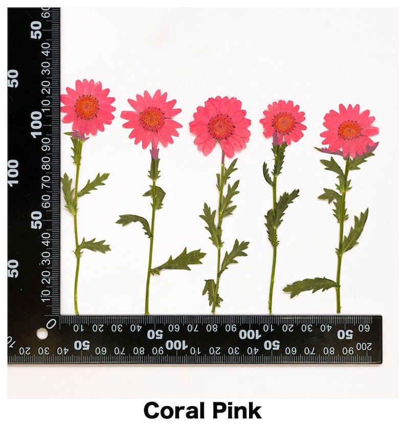 Pode incluir: Cinco flores prensadas rosa coral com caules e folhas verdes em fundo branco. Uma r&eacute;gua &eacute; colocada abaixo das flores. O texto "Coral Pink" est&aacute; na parte inferior da imagem.