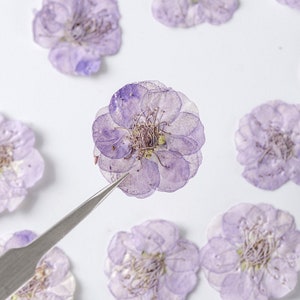 24 pcs / 2 paquets de fleurs de prunier pressées, vraies fleurs séchées pour faire-part de mariage, marque-page fait main, décoration de coque d'iPhone, charges en résine