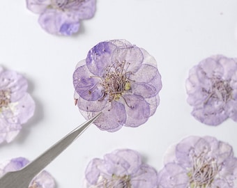 Paquete de 12 flores de ciruelo prensadas, flores secas reales para invitaciones de boda, marcapáginas hechos a mano, decoración de fundas de iPhone y rellenos de resina.