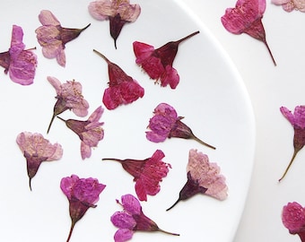 12pcs/pack Side Pressed Cherry Blossom, Pressed Dried Flowers, Real Pressed Sakura, Dried Pressed Flowers for Wedding Handmade Crafting